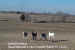 12-22-99_Guard_Donkeys_01.jpg (42600 bytes)