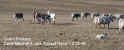 12-22-99_Guard_Donkeys_02.jpg (54712 bytes)