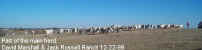 12-22-99_Herd_01.jpg (22031 bytes)
