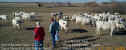 12-22-99_Herd_06.jpg (59310 bytes)