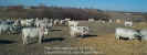 12-22-99_Herd_07.jpg (48969 bytes)