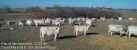 12-22-99_Herd_08.jpg (47444 bytes)
