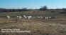 12-22-99_Wean_Pen_01.jpg (63466 bytes)