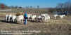 12-22-99_Wean_Pen_02.jpg (69028 bytes)