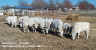 12-22-99_Wean_Pen_03.jpg (81550 bytes)