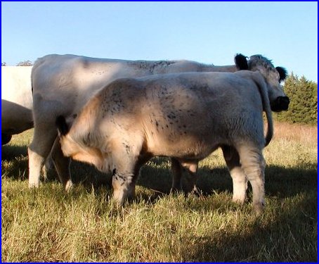 British White Cow and Bull Calf British White Cow and Bull Calf