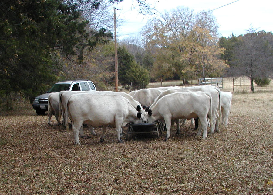 Cattle Feeding Time