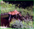 AKST_Pond_Moose.jpg (255077 bytes)