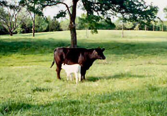 [http://www.britishwhite.com/images/BlackCow-WhiteCalf.jpg]