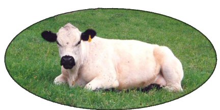 British White Cow with typical black markings