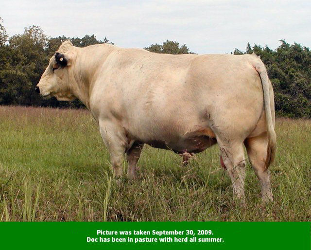 Halliburton Farms British White Bull Doc