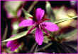 DwarfFireweed.jpg (106414 bytes)