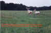 Elk2text.jpg (61152 bytes)