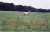 Elk3text.jpg (63547 bytes)