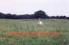Elk4text.jpg (51268 bytes)