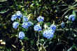 Forget-Me-Nots.jpg (137081 bytes)