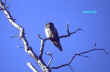 HawkOwl.jpg (68676 bytes)
