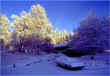 Home_Winter.jpg (274780 bytes)