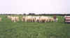 MarshallRussell CowHerd  Part 4_99 David_G_Kidwell.jpg (44204 bytes)