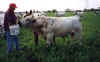 MarshallRussell David Popeye Bull 4_99.jpg (43398 bytes)