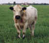 MarshallRussell Popeye Bull 4_99.jpg (21524 bytes)