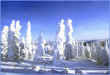 SnowTrees.jpg (108105 bytes)