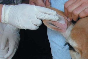 Tattoo Cattle Cleaning Ear