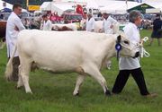 British White Show Cow From Wikipedia British White Show Cow From Wikipedia