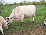 British White Cow From Wikipedia British White Cow From Wikipedia