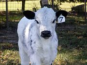 British White Calf From Wikipedia British White Calf From Wikipedia