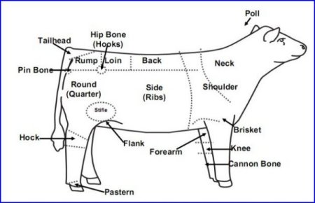 British White Beef Cattle Body Parts Illustrated British White Beef Cattle Body Parts Illustrated