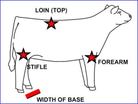British White Cattle Muscling Areas Illustrated British White Cattle Muscling Areas Illustrated