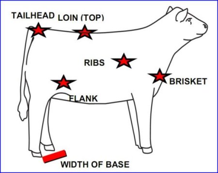 British White Cattle Fat Condition Illustrated British White Cattle Fat Condition Illustrated