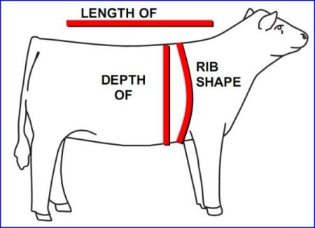 British White Cattle Capacity and Volume Illustrated British White Cattle Capacity and Volume Illustrated