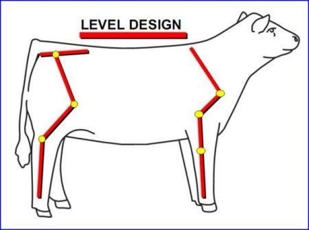 British White Cattle Correct Structure Illustrated British White Cattle Correct Structure Illustrated