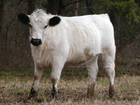 Doc sired weaning age British White Heifer Doc sired weaning age British White Heifer