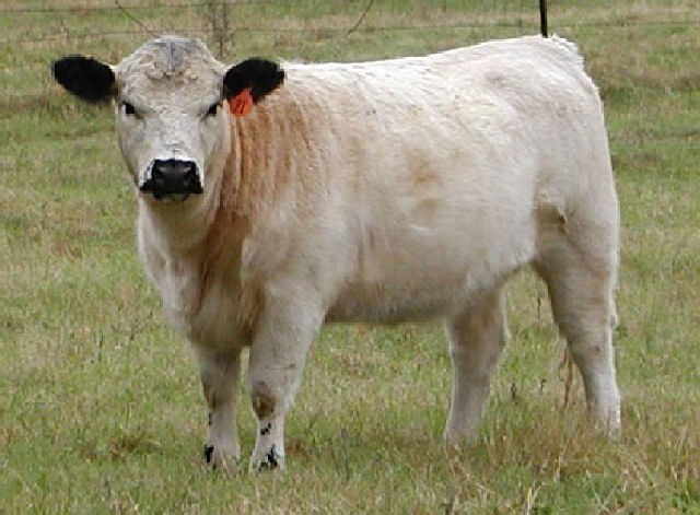 Doc sired British White Yearling Heifer Doc sired British White Yearling Heifer