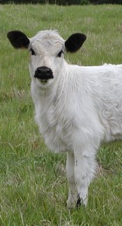 British White Calf