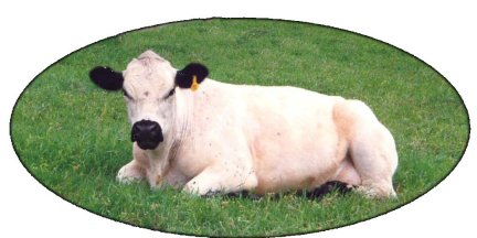 British White Cow with typical black markings British White Cow with typical black markings