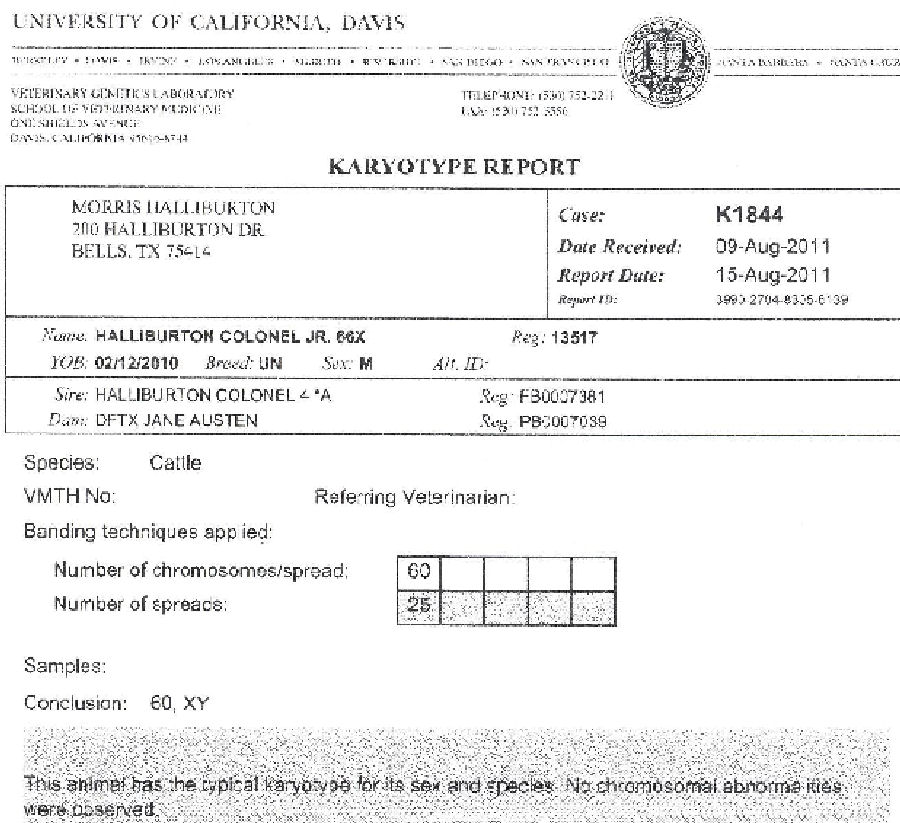 British White Bull Halliburton Colonel Jr Chromosome Test Results