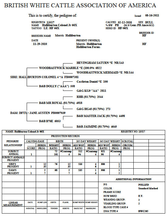 British White Bull Halliburton Colonel Jr Registration Certificate