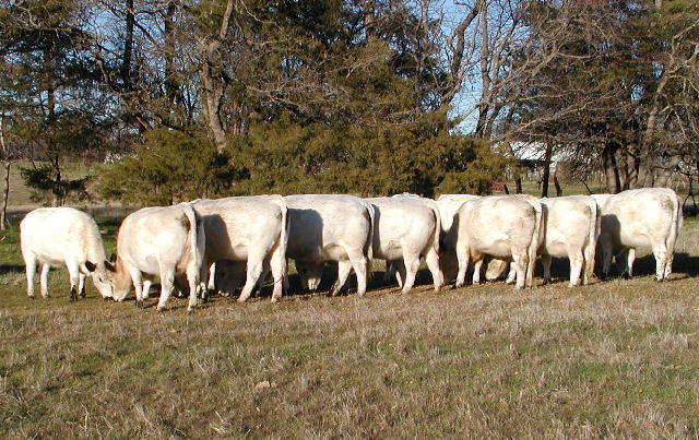 Doc sired British White Cows Doc sired British White Cows