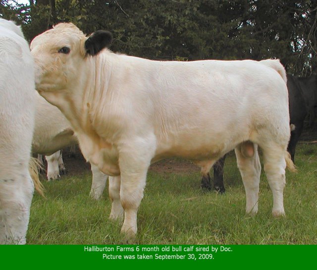 Doc sired British White Bull Calf Doc sired British White Bull Calf