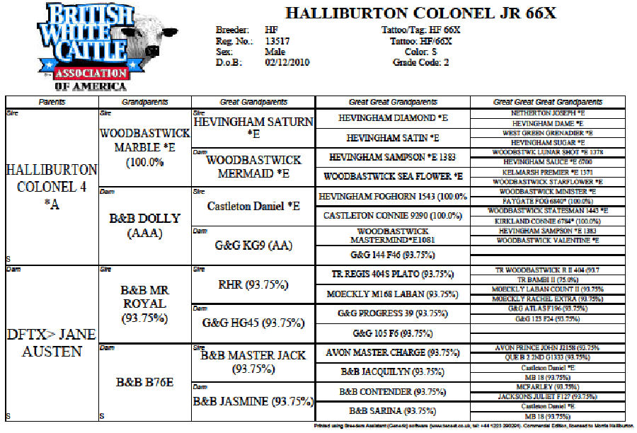 British White Bull Halliburton Colonel Jr Extended Pedigree