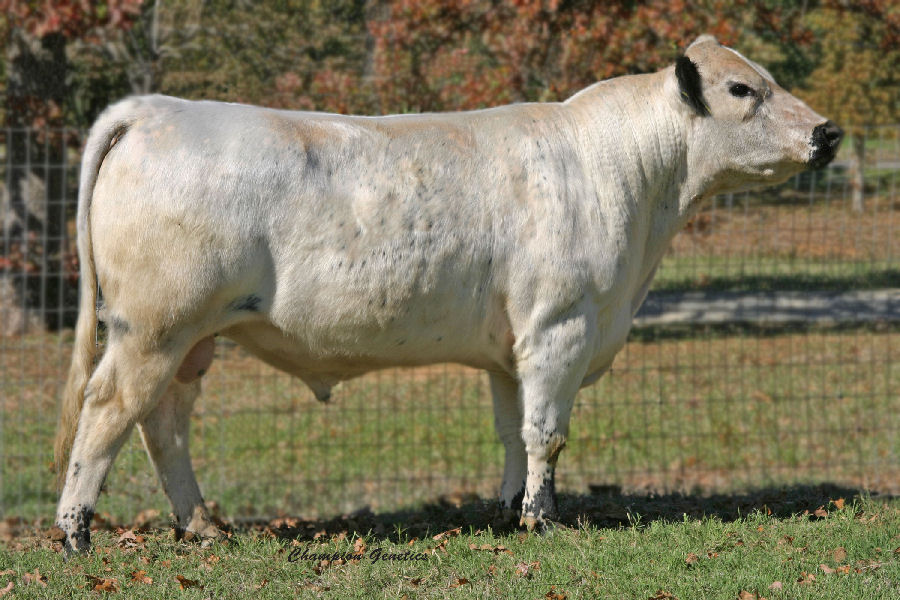 British White Bull Halliburton Colonel Jr