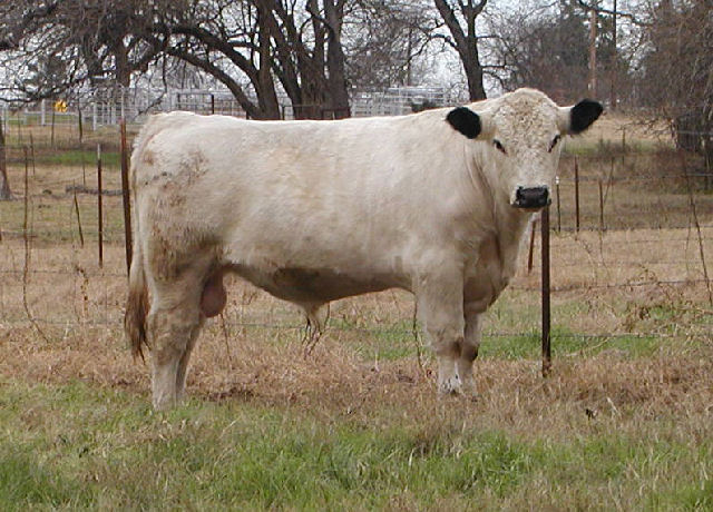 Doc sired Yearling British White Bull Doc sired Yearling British White Bull